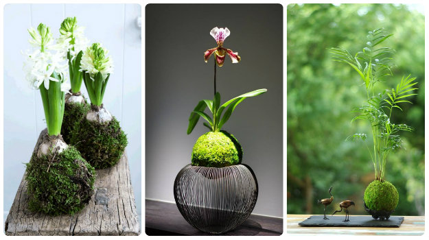Kokedama Moss Balls on unusual bases such as wood
